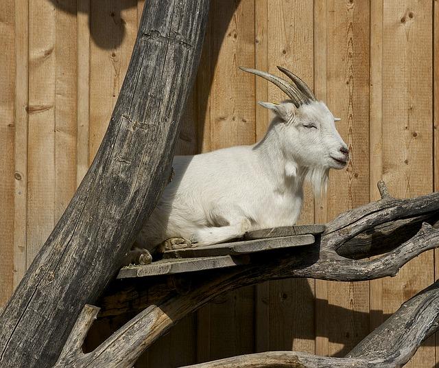 Planking with Proper Form