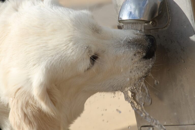 2018 Energy Equation: More H2O, Less Caffeine