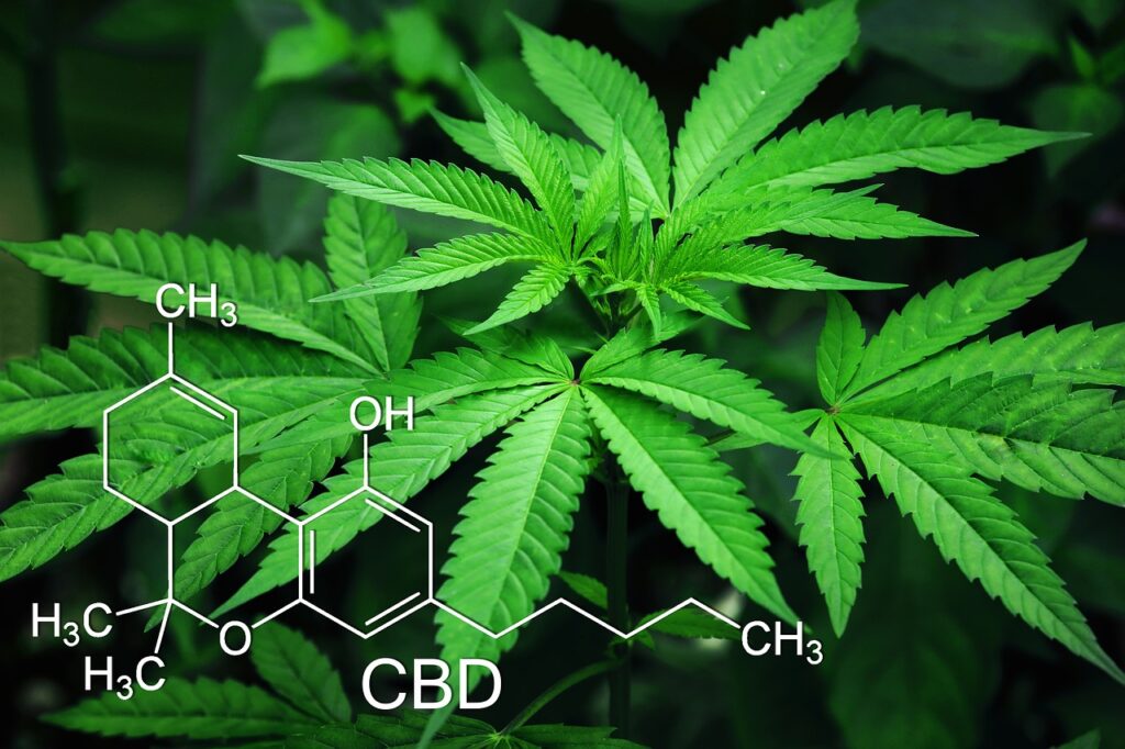 Cannabis plant leaves with CBD molecular structure diagram overlay